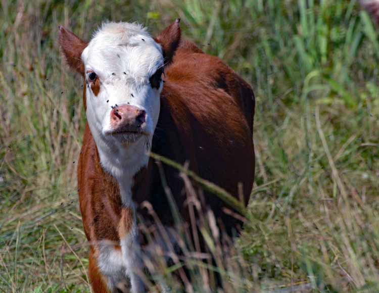 cattle